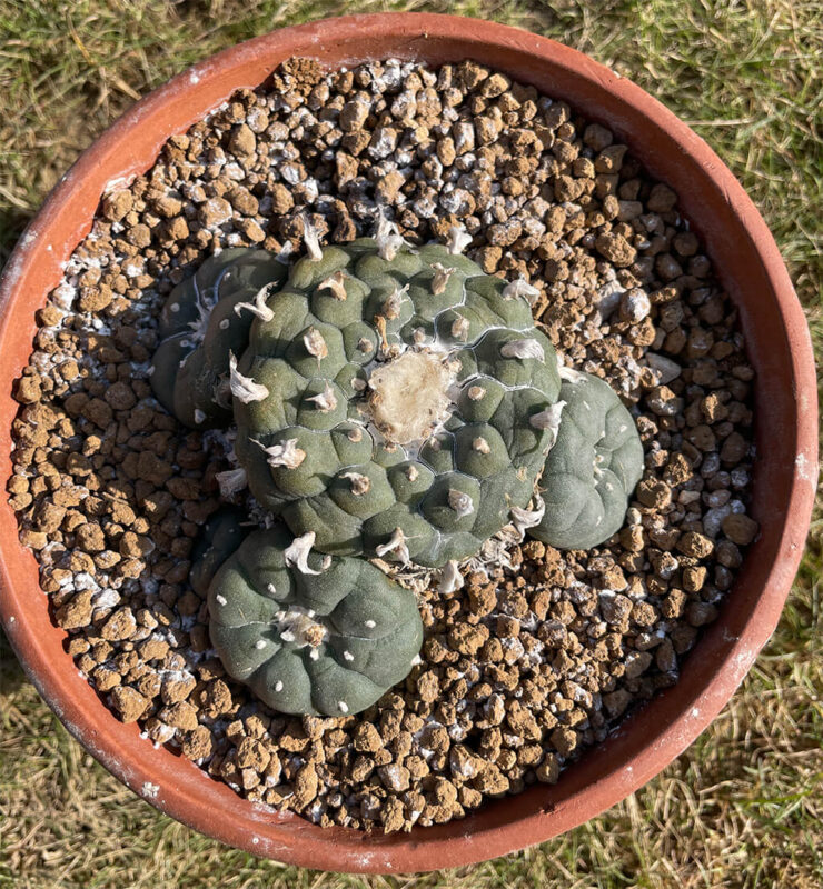 Lophophora williamsii Caespitosa var Texana- Flashy Ribs - 10.9cm x 9 ...