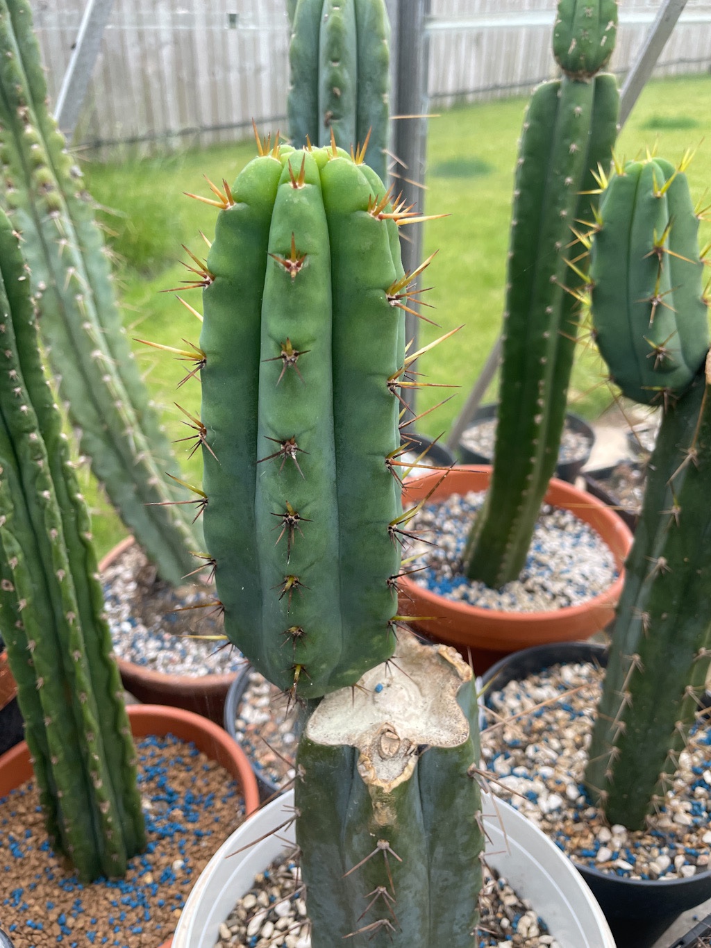 Trichocereus Bridgesii “PPK” | Trichocereus UK