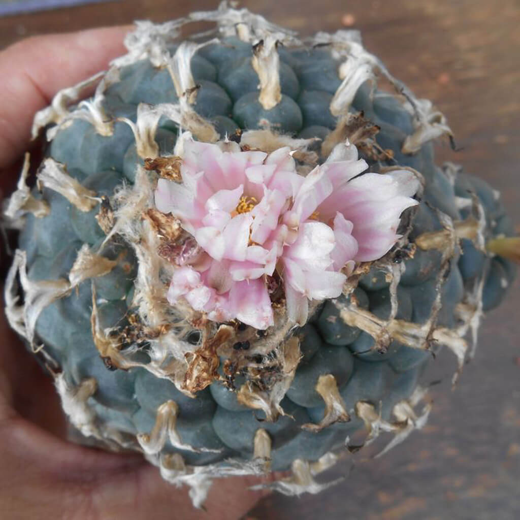 Lophophora williamsii RS268 Huizache 9cm / 15 Years Old Trichocereus UK