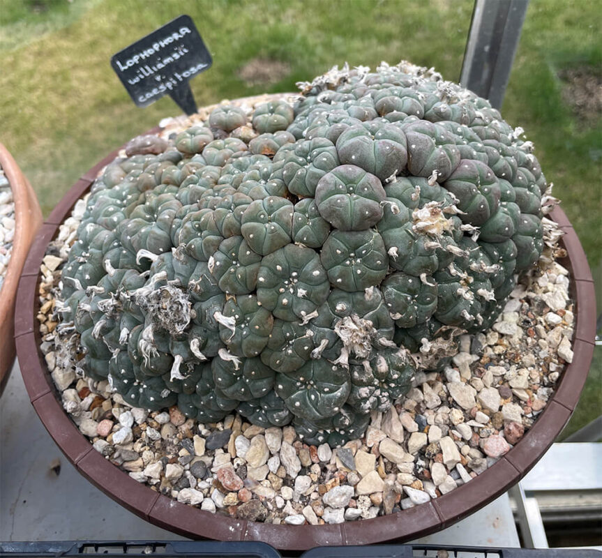 Lophophora williamsii var Caespitosa 34 Years Old “The Mountain