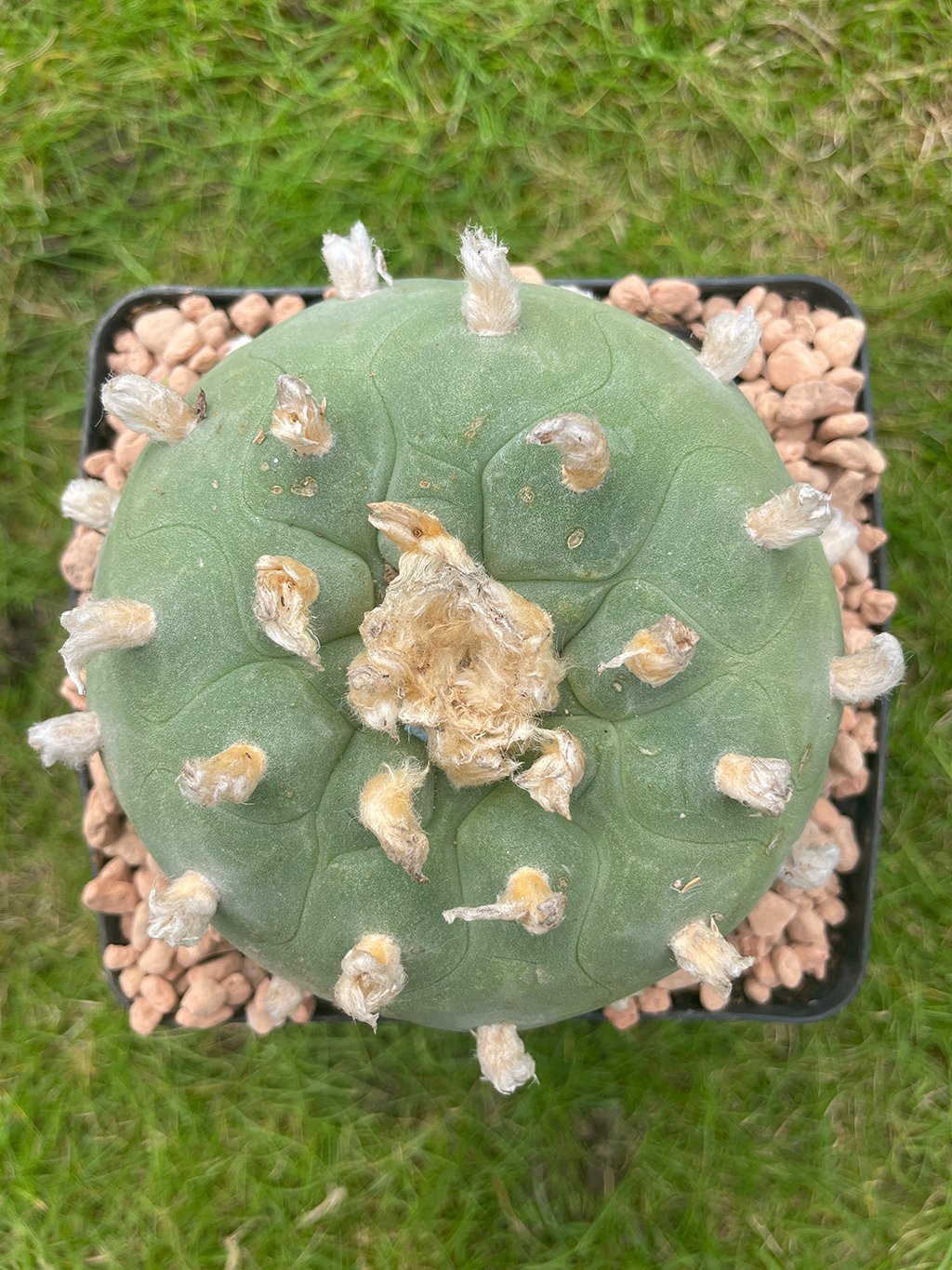 Lophophora williamsii var Texana – 10cm Single Head | Trichocereus UK