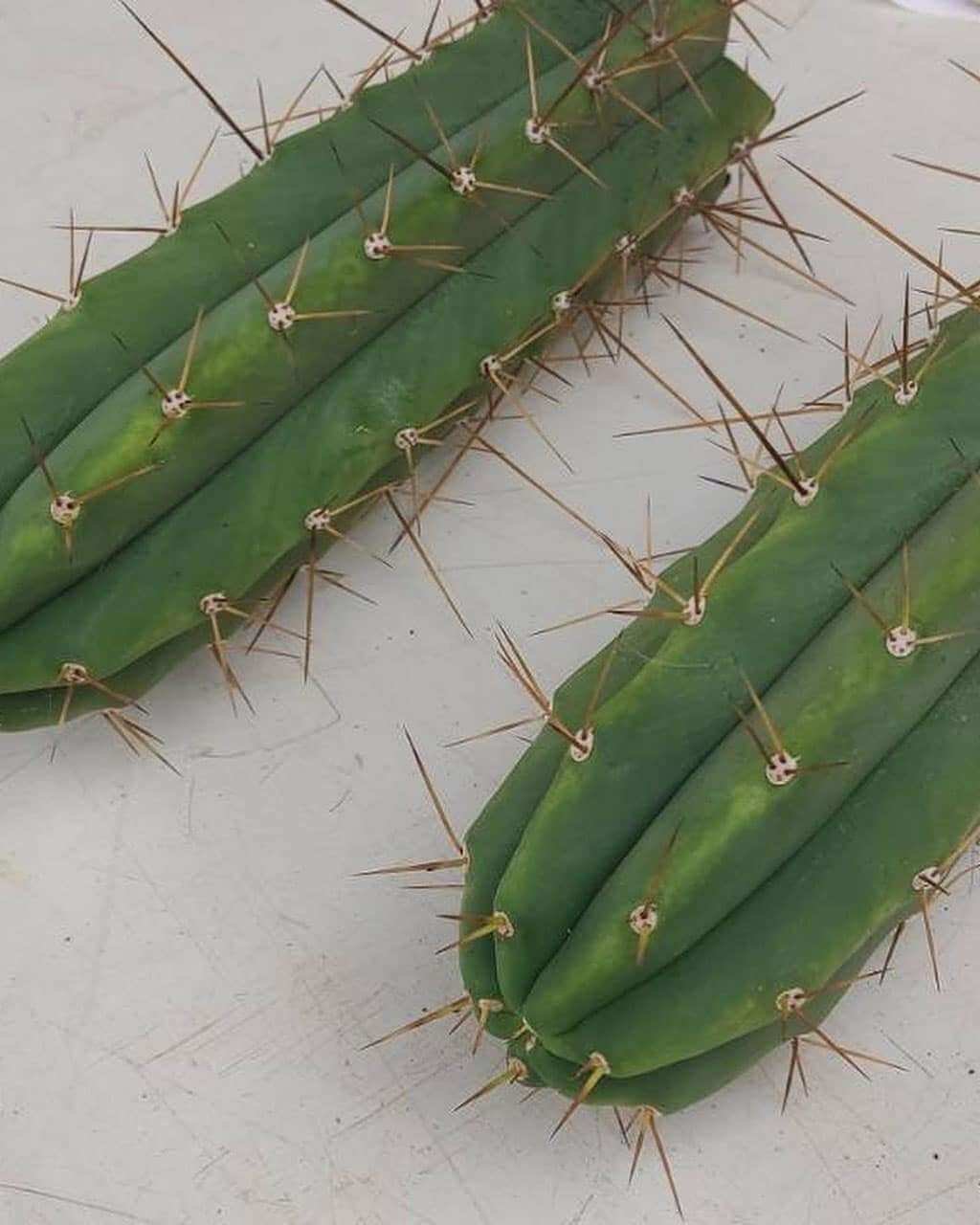 Premium Trichocereus Bridgesii / Echinopsis Lageniformis Cuts - 30cm ...