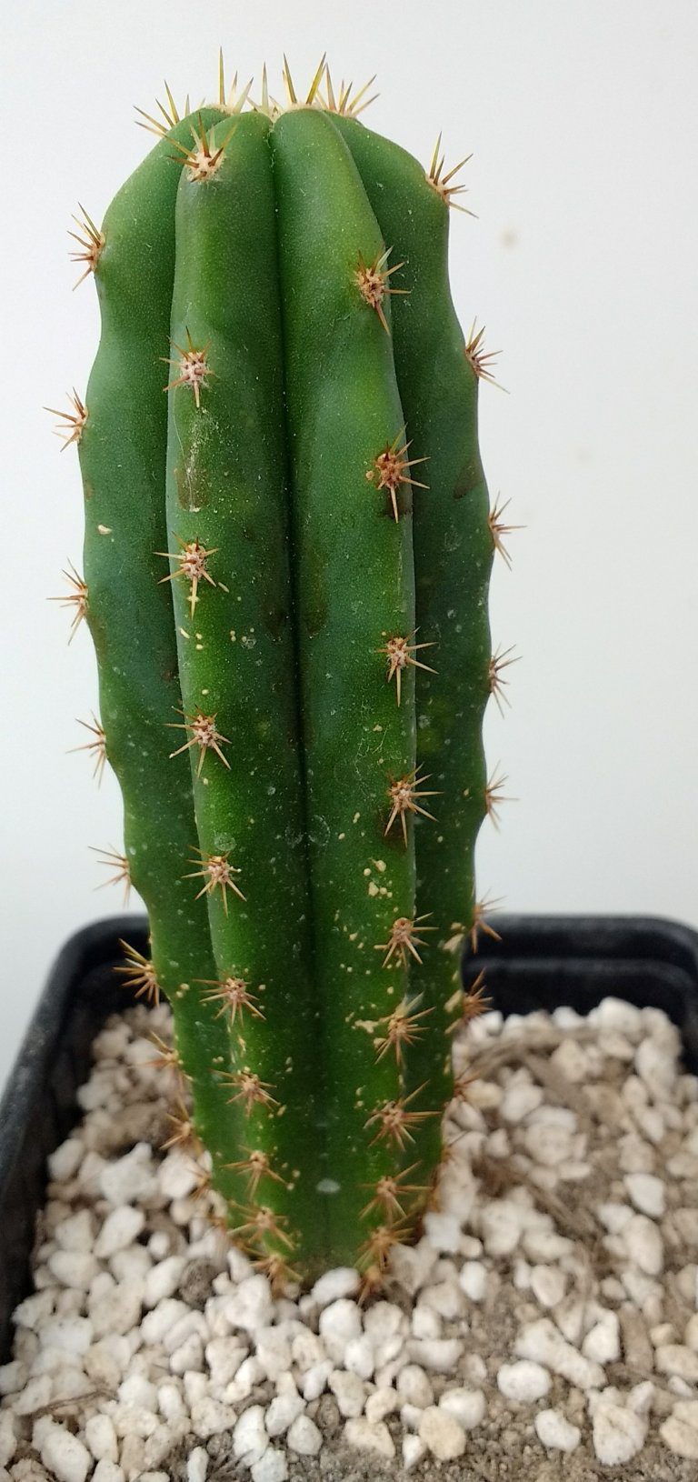 Trichocereus (Echinopsis) Cordobensis x Scopulicola | Trichocereus UK