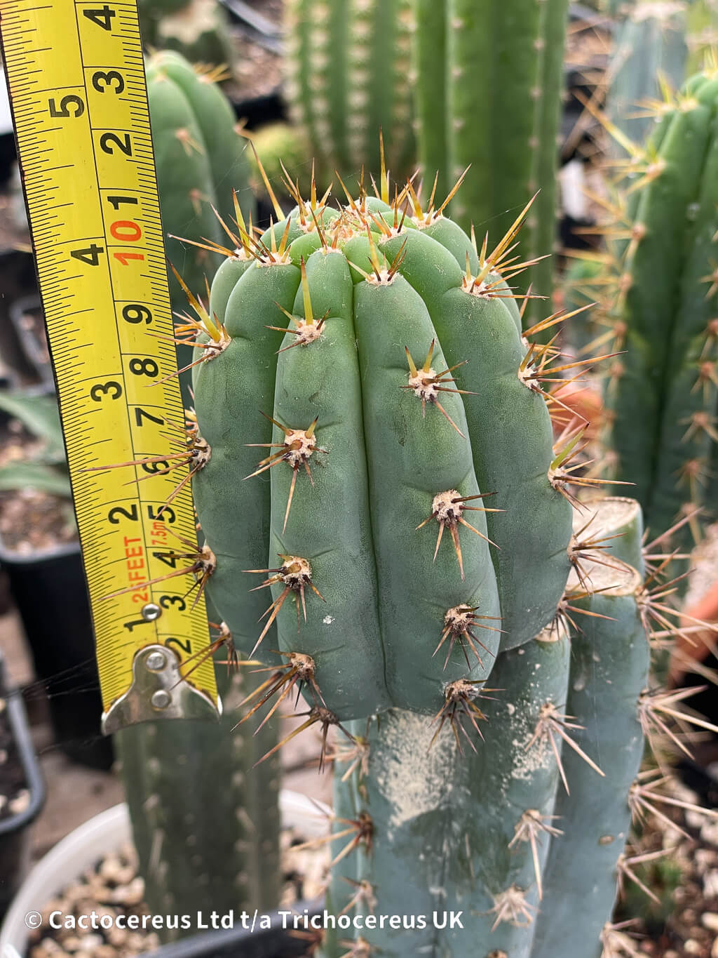 Trichocereus macrogonus (peruviana) - 10cm pup | Trichocereus UK