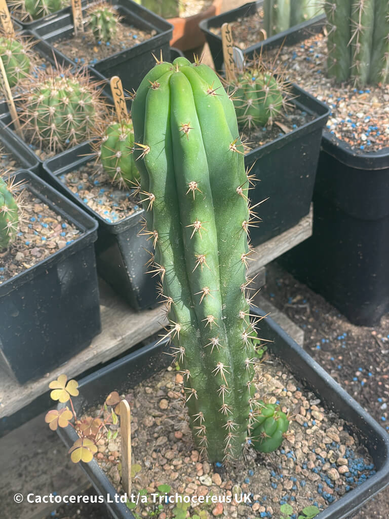 Trichocereus bridgesii 