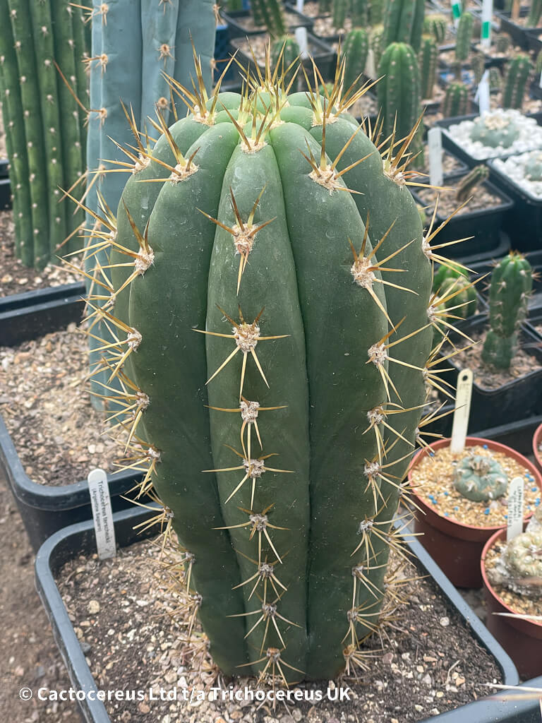 Trichocereus / Echinopsis terscheckii (Argentine Saguaro) - Whole Plant ...